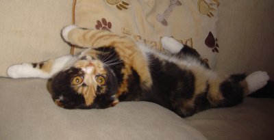 Molly Roll