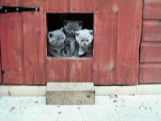 Pophole kittens